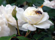 Natura przyroda — zdjęcie 27