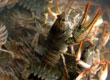 Natura przyroda — zdjęcie 48