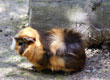 Mieszkańcy ZOO — zdjęcie 24