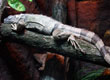 Mieszkańcy ZOO — zdjęcie 25