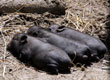 Mieszkańcy ZOO — zdjęcie 27