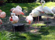 Mieszkańcy ZOO — zdjęcie 28