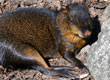 Mieszkańcy ZOO — zdjęcie 31