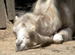 Mieszkańcy ZOO — zdjęcie 9